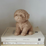 Cavoodle candle (Brown)